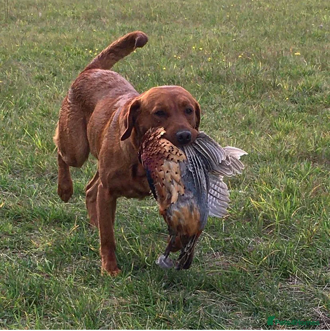 Labrador Retriever dogs for stud: Fox red labrador for stud- FULLY HEALTH TESTED  in Leyburn - Advert 4