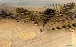 Plecos fish for sale: L333 King Tiger Plecos.  - Image 6