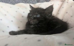 Ragdoll cats for sale: 2 Gorgeous Ragdoll kittens - Image 5