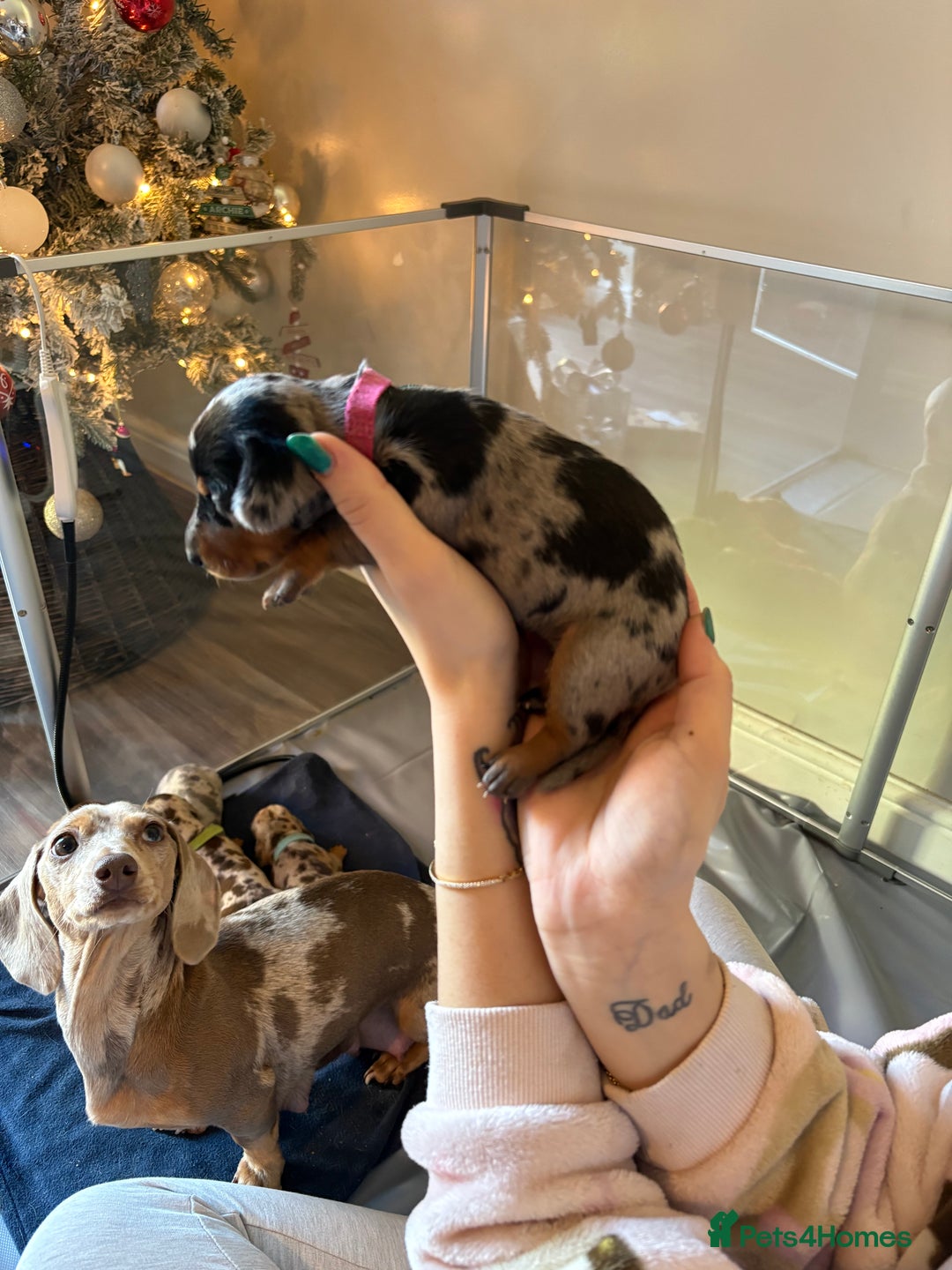 Miniature Dachshund dogs for sale: Miniature dachshund  - Advert 19