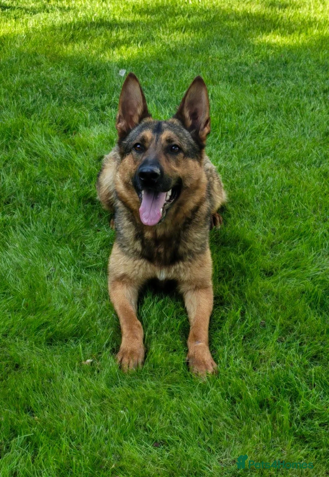 German Shepherd dogs for sale: German shepherd Female 2 Years old  - Advert 1