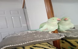 Ringnecks birds for sale: Indian ringneck  - Image 2