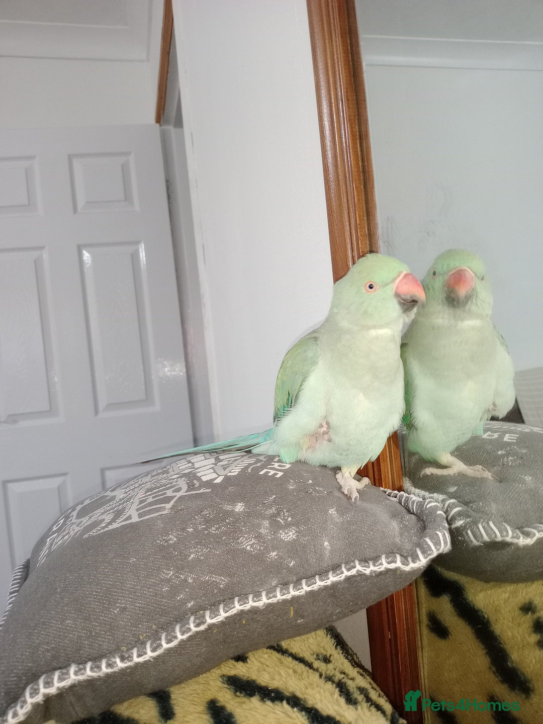 Ringnecks birds for sale: Indian ringneck  - Image 2