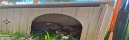 Guinea Pig rodents for sale: 2 female bonded guinea pigs in Dorchester - Advert 2
