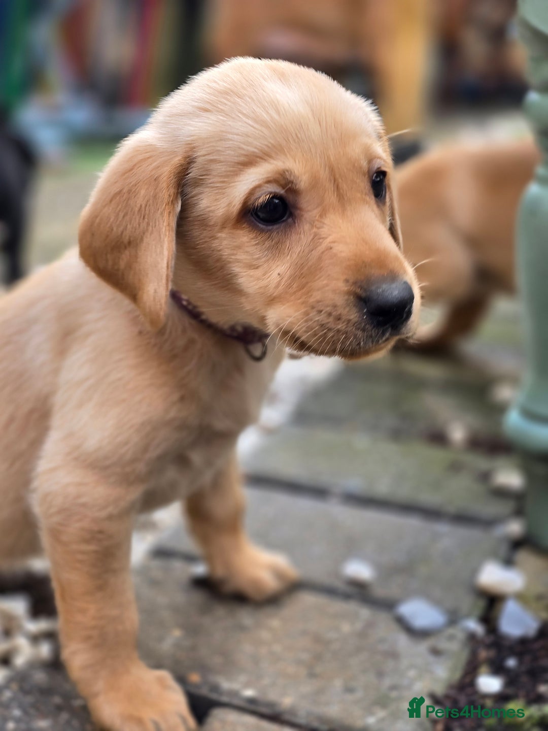 Labrador Retriever dogs for sale: Beautiful Labradors. Ready to go! - Advert 26