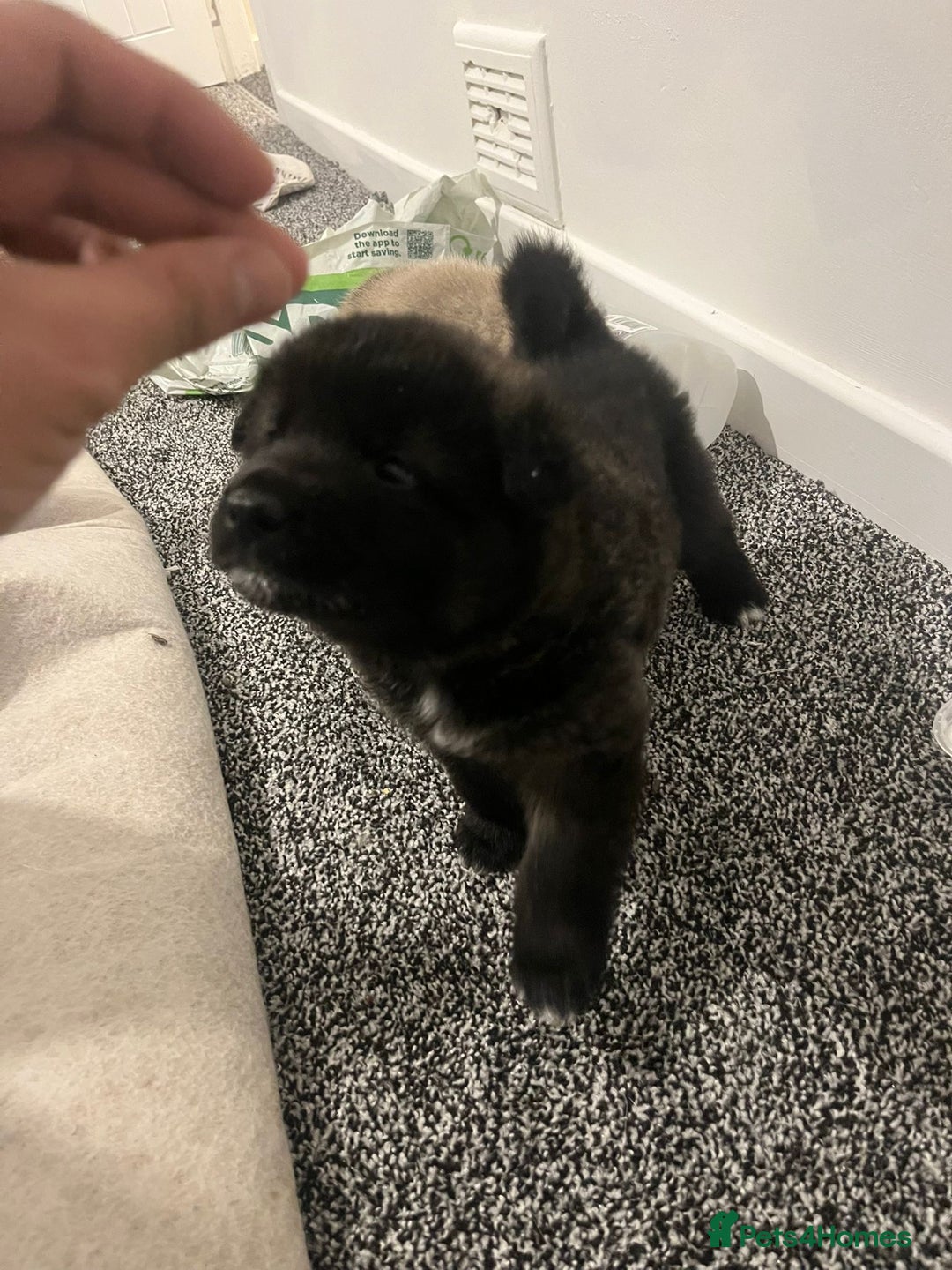 Akita dogs for sale: Akita puppies  - Advert 9