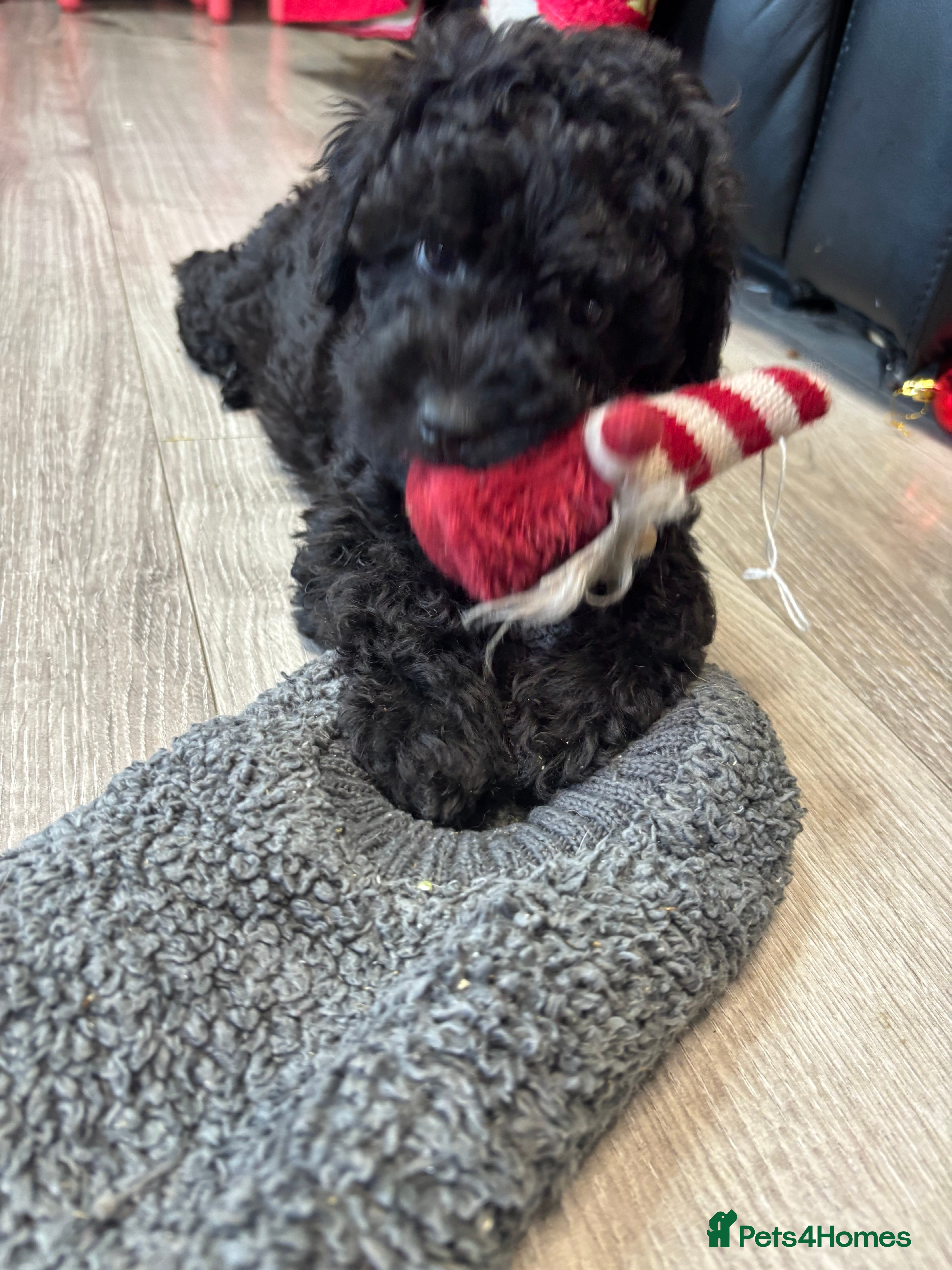 Cavapoo dogs F1B Cavapoo - Advert 7