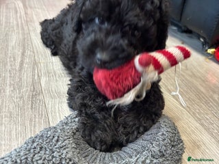 Cavapoo dogs F1B Cavapoo - Advert 1