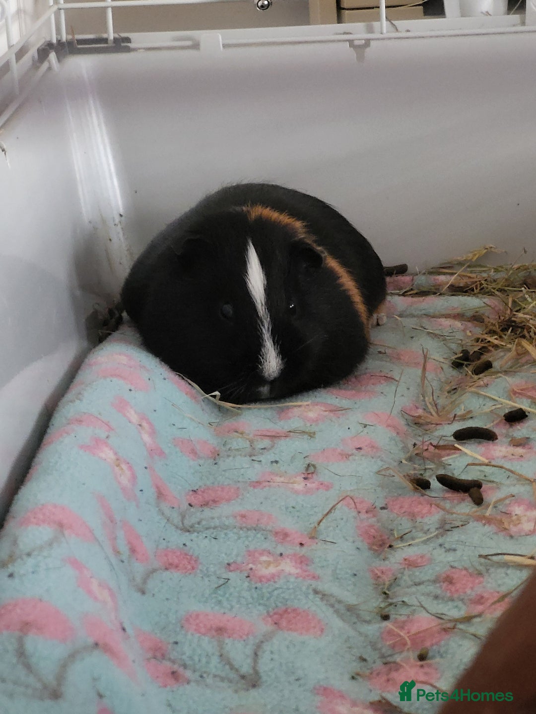 Guinea Pig rodents for sale: 2 Male Guinea Pigs looking for a loving home - Image 6