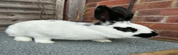 English Spot rabbits for sale: English Spot Rabbits for sale ! - Advert 2
