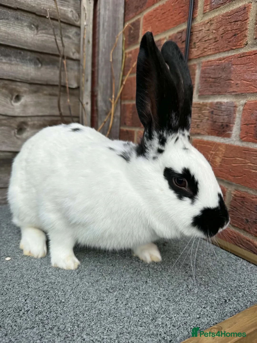 English Spot rabbits for sale: English Spot Rabbits for sale ! - Advert 2