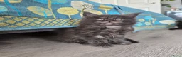Maine Coon cats for sale: Only 1 girl and 1 boy TICA Maine coons available!  - Advert 7