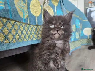 Maine Coon cats Maine coon kittens available! - Advert 2