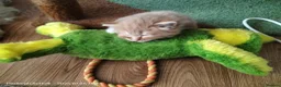 Norwegian Forest Cat cats for sale: GORGEOUS CONFIDENT DOG & HOOVER PROOF FLUFFY BOYS in Ipswich - Advert 4
