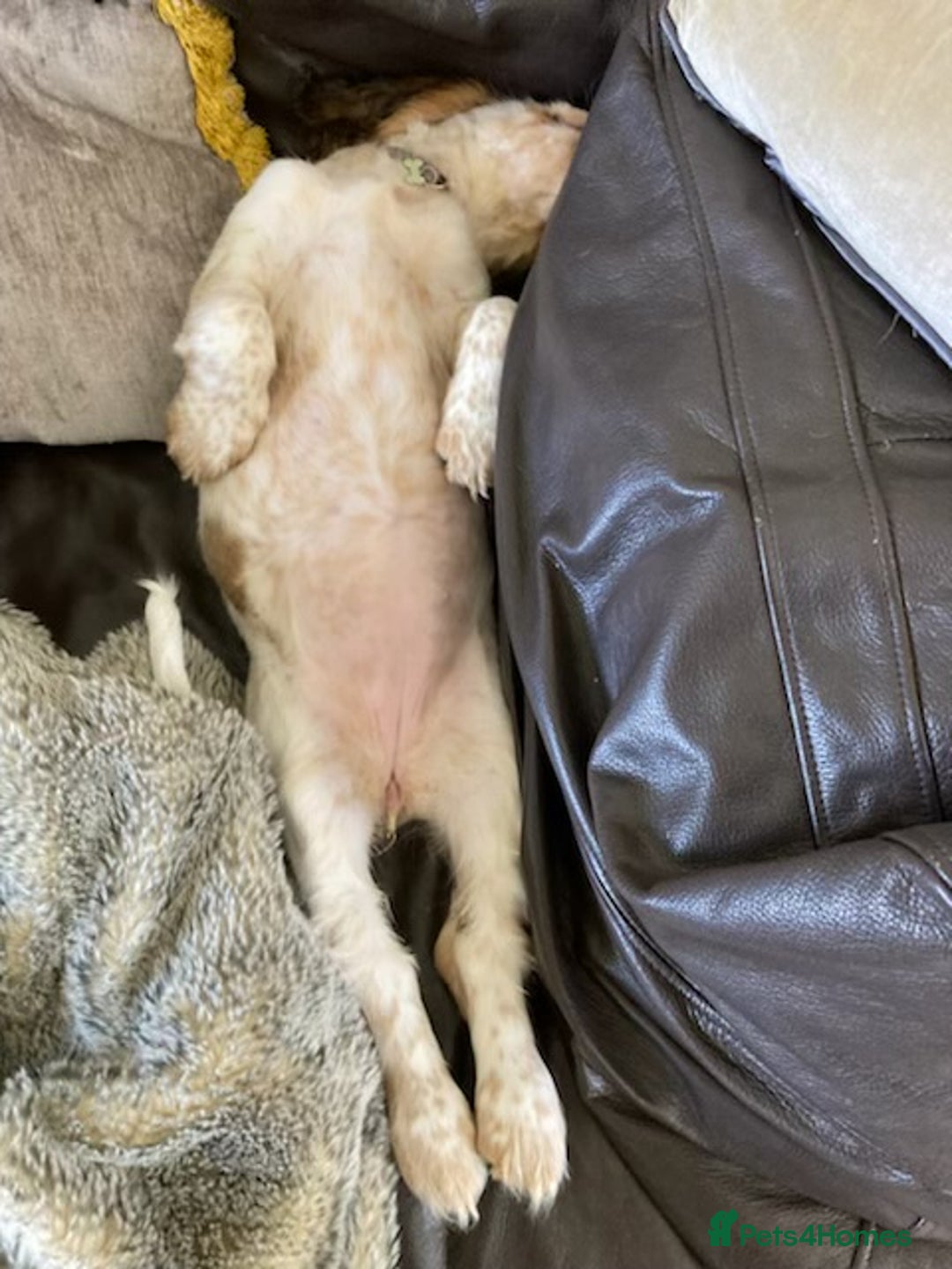 Cocker Spaniel dogs for sale: SHOW cocker spaniel puppies  - Image 23