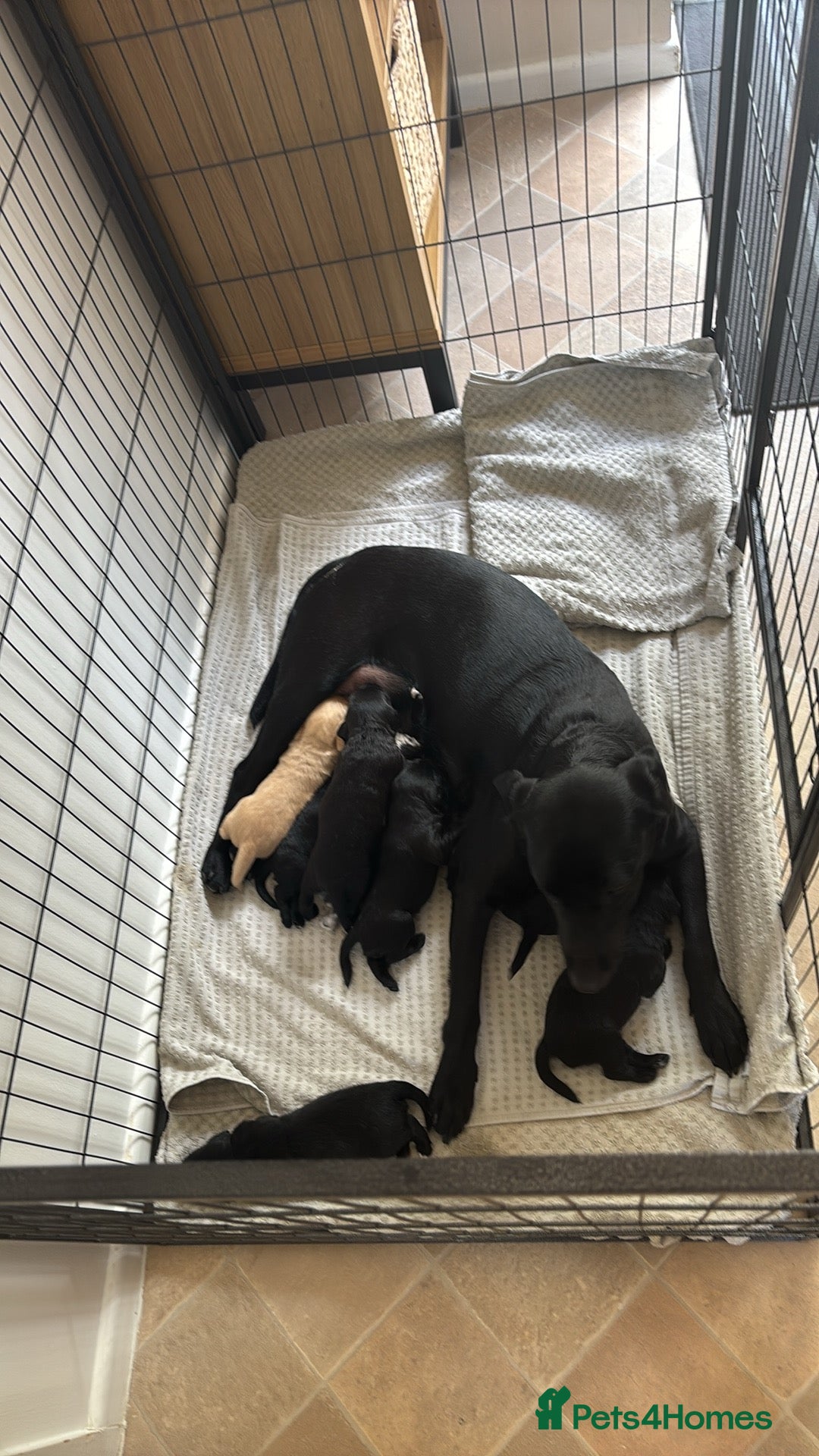 Labradoodle dogs for sale: Labradoodles - Image 1