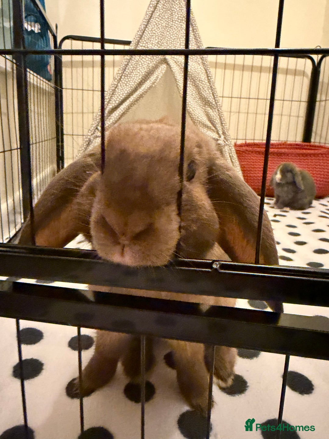 Mini Lop rabbits for sale: Male and female bonded rabbits  - Advert 2