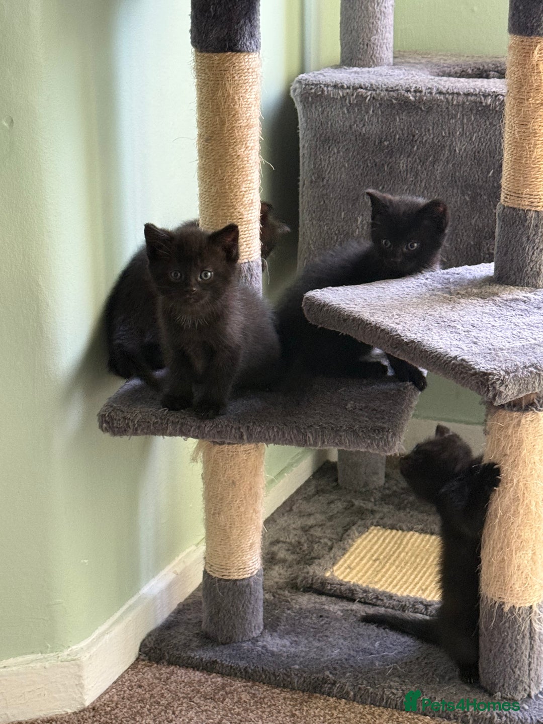 British Shorthair cats for sale: Black Kittens - Image 4