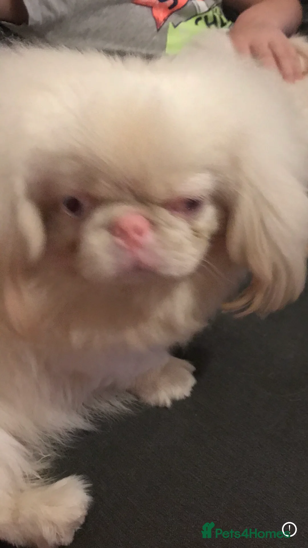 Pekingese dogs for stud: PROVEN RARE ! Pink Pekingese for Proven Stud in Rugby - Advert 3