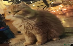 Persian cats for sale: Outstanding Full Persian Kittens for Sale - Image 6