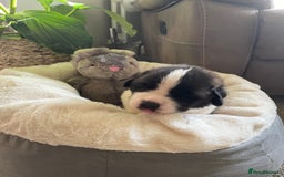 Saint Bernard dogs for sale: Stunning KC reg Saint Bernard puppies  - Image 4