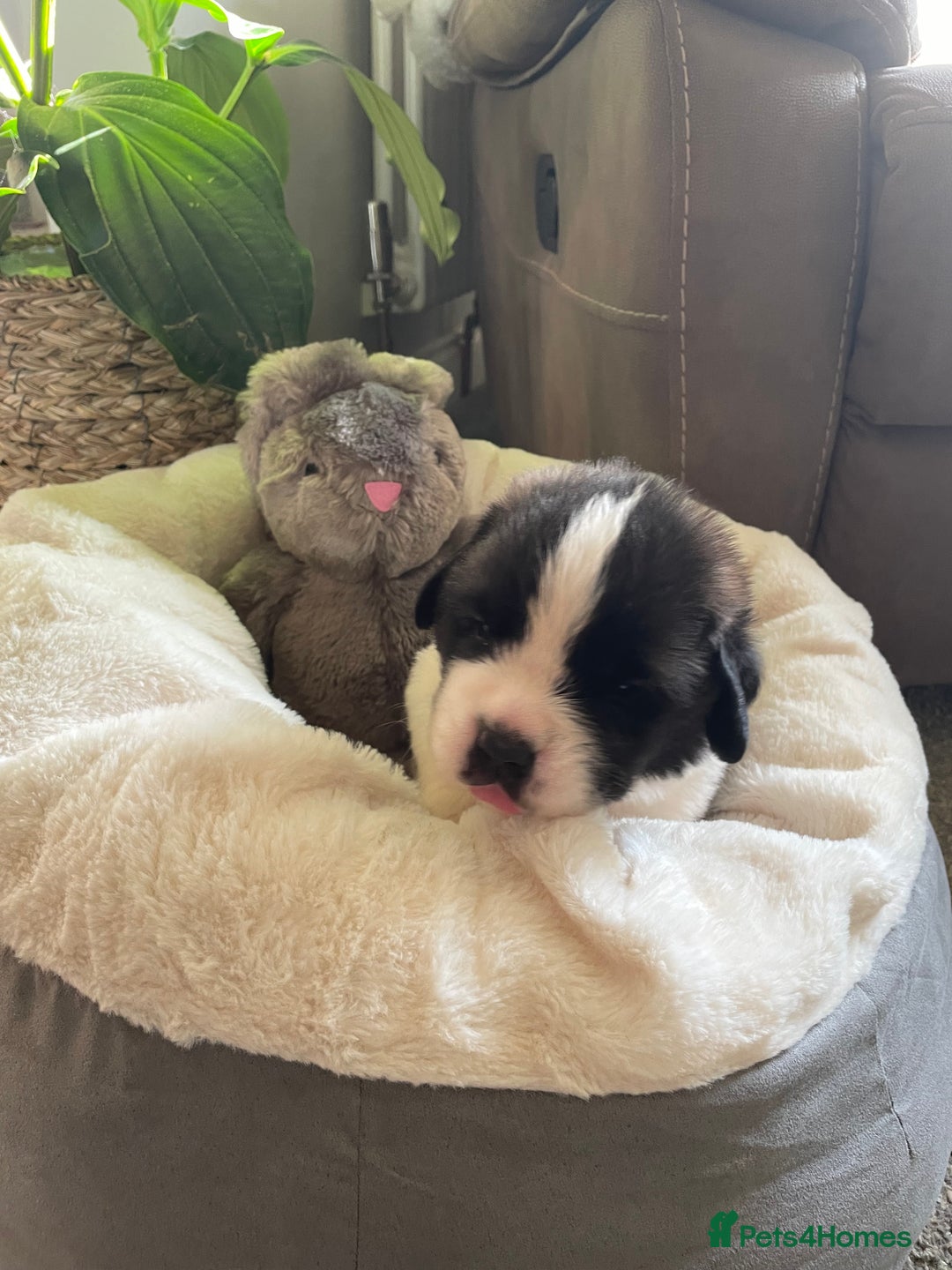 Saint Bernard dogs for sale: Stunning KC reg Saint Bernard puppies  - Image 4