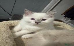 Ragdoll cats for sale: Blue ragdoll kittens - Image 3