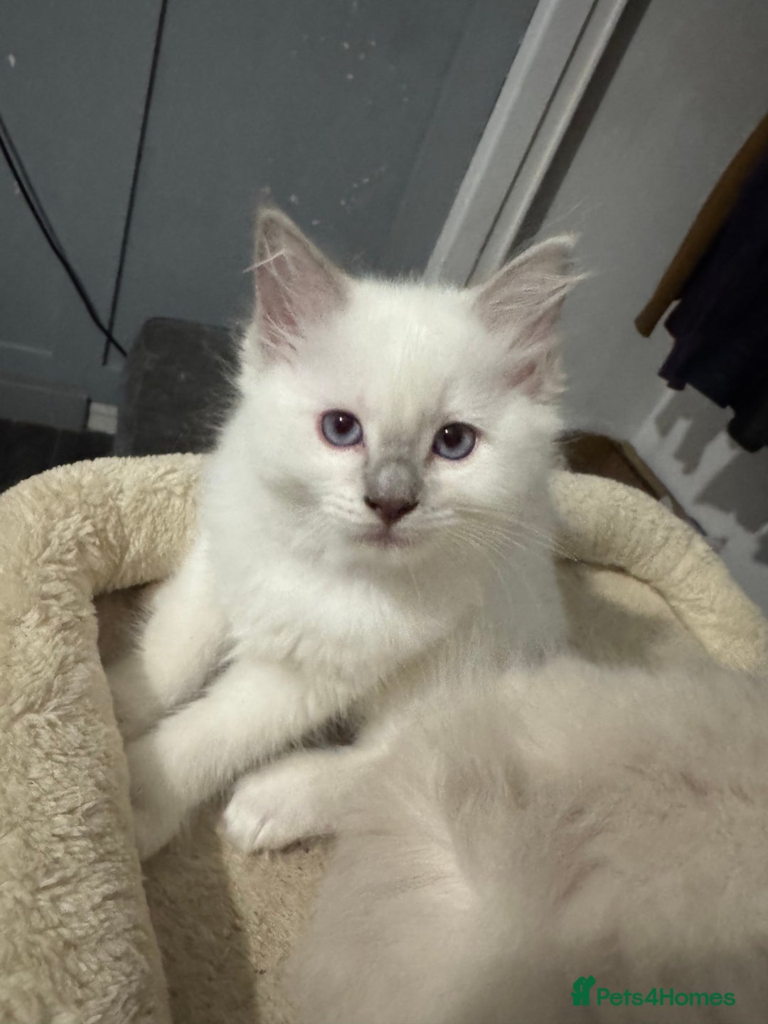 Ragdoll cats for sale: Blue ragdoll kittens - Image 3