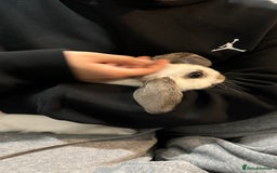 Dutch rabbits for sale: Dutch bunny - Image 10