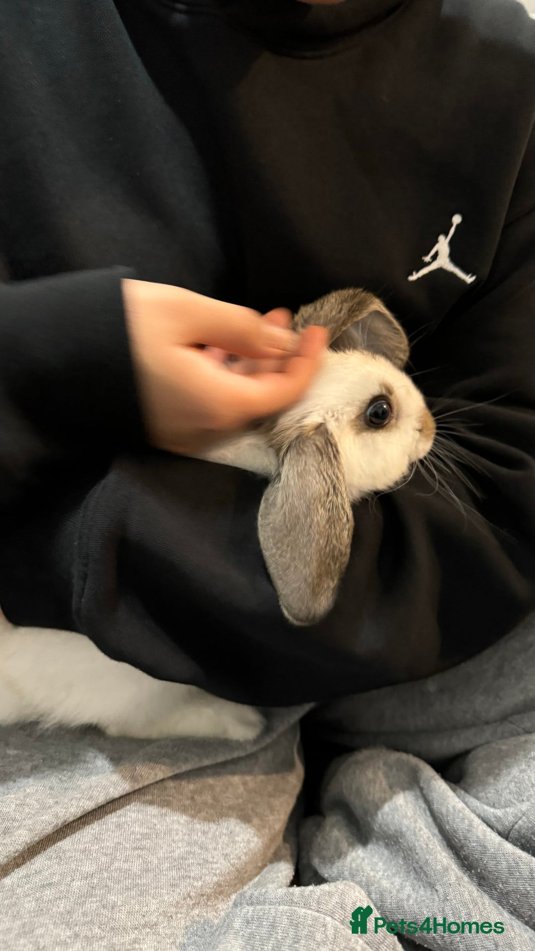 Dutch rabbits for sale: Dutch bunny - Image 10