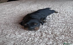 Miniature Dachshund dogs for sale: Miniature long-haired dachshunds - Image 7
