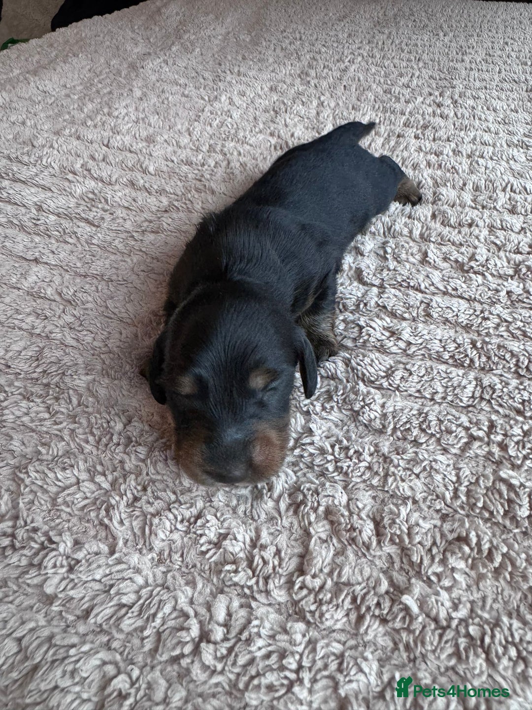 Miniature Dachshund dogs for sale: Miniature long-haired dachshunds - Image 7