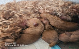 Cavapoo dogs for sale: F1b red cavapoo  - Image 10