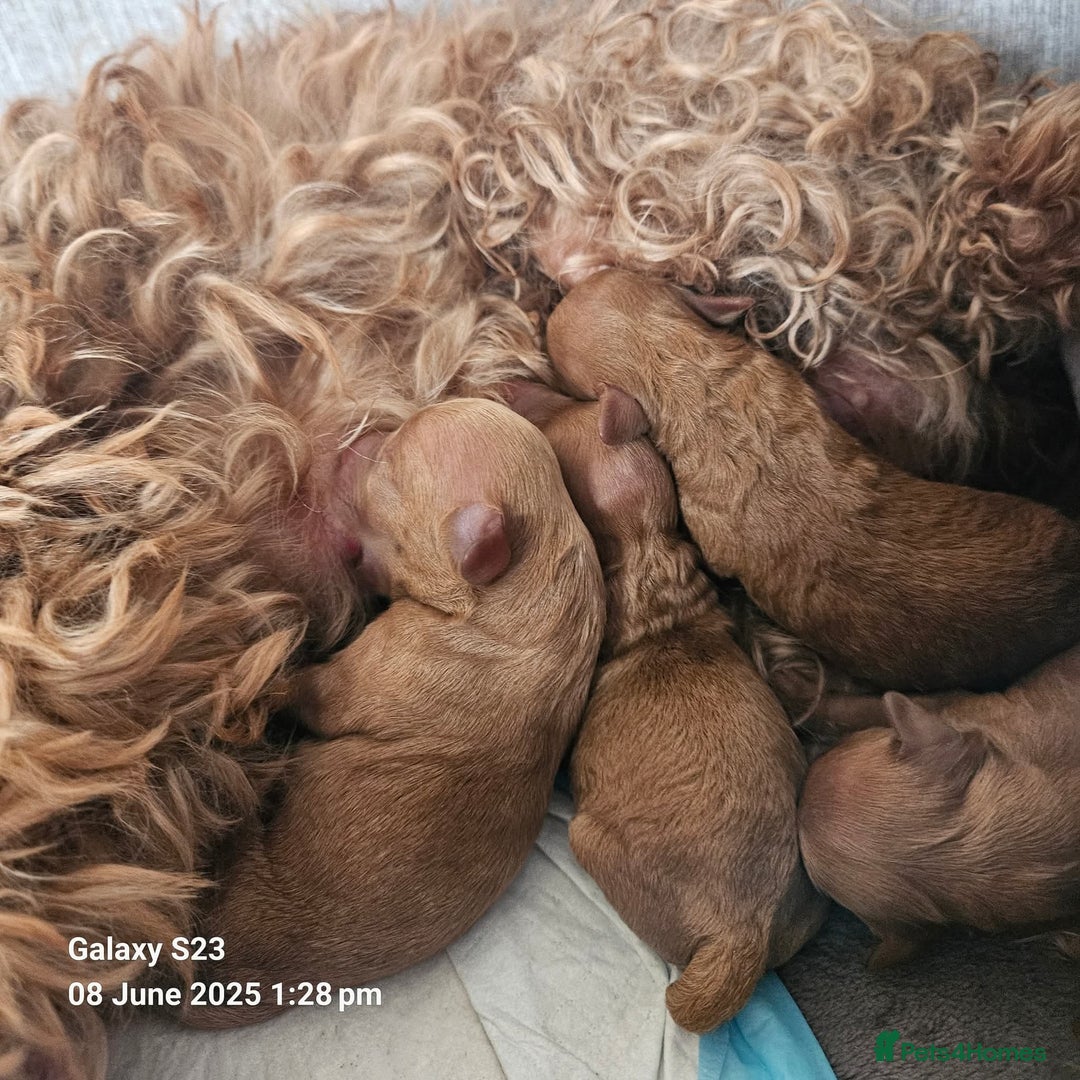 Cavapoo dogs for sale: F1b red cavapoo  - Image 10