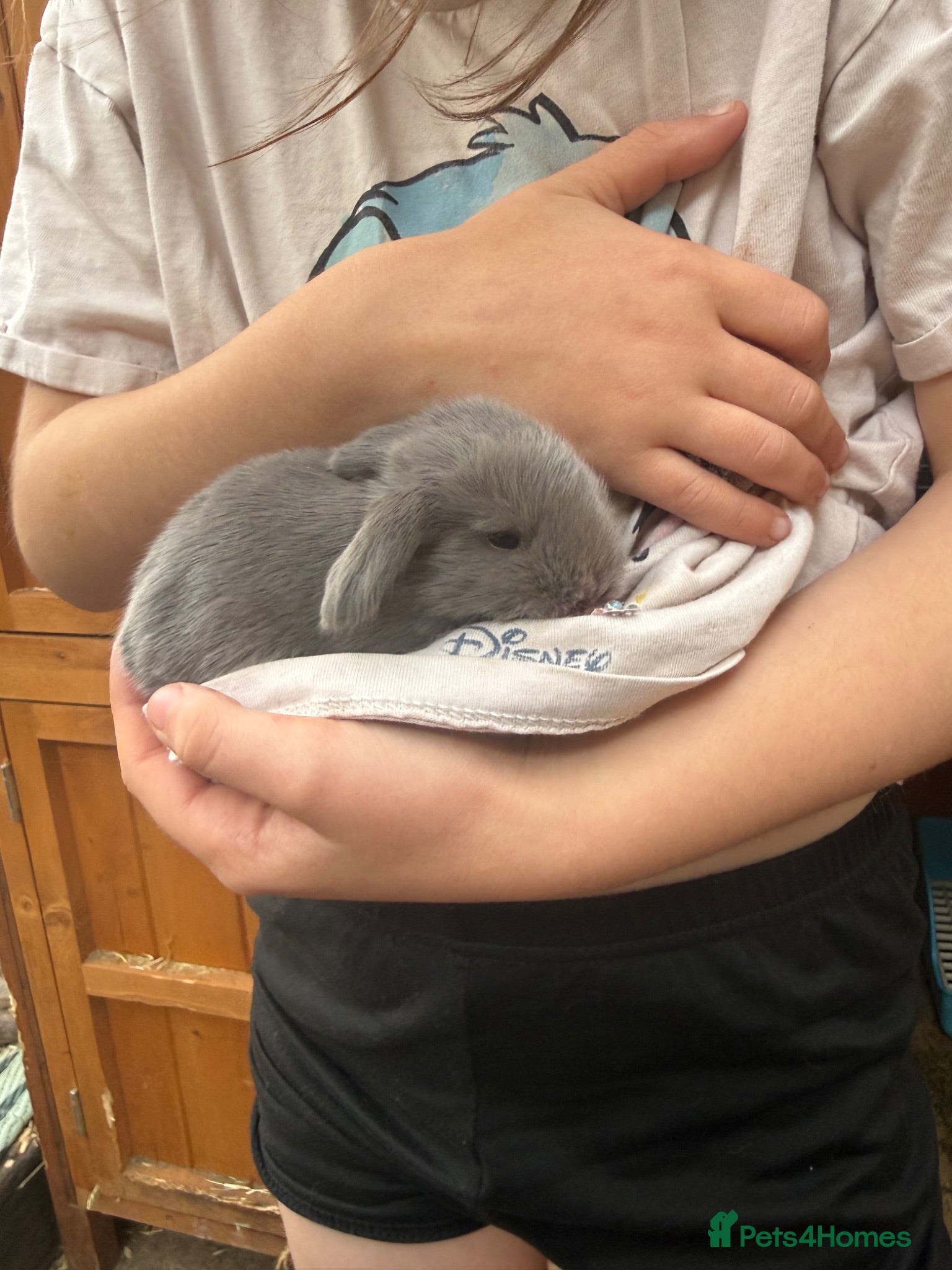 Mini Lop rabbits Pure Blue & Lilac Mini Lops 🩶 - Advert 1