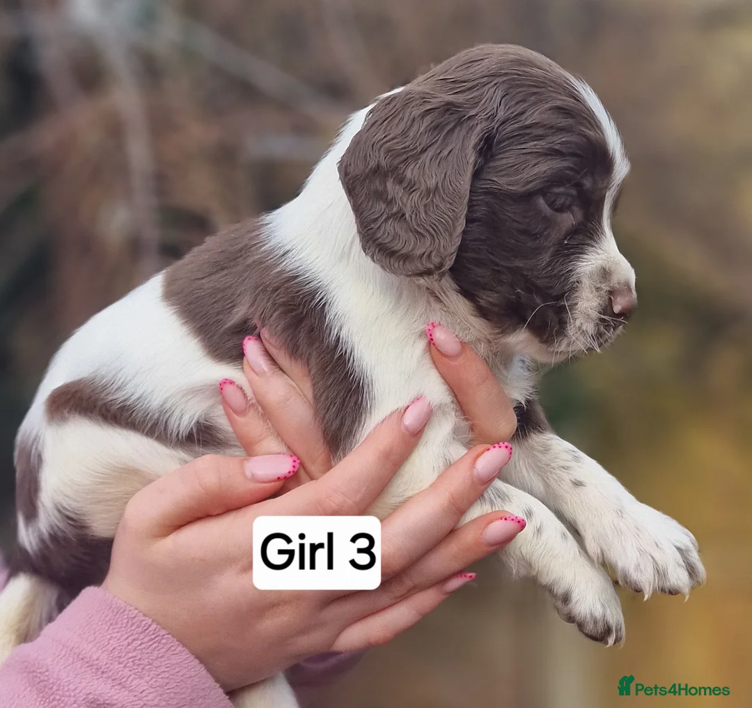 English Springer Spaniel dogs for sale: 8 pups for sale - Advert 7