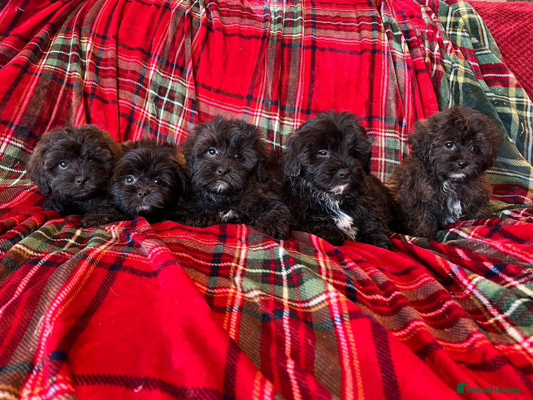 Shihpoo dogs for sale: Shihpoo - Advert 4