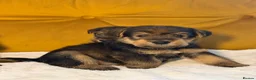 Welsh Terrier dogs for sale: Wawuzer puppies  - Advert 10