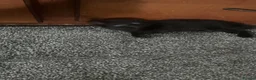 Mixed Breed cats for sale: Mixed breed  - Advert 11