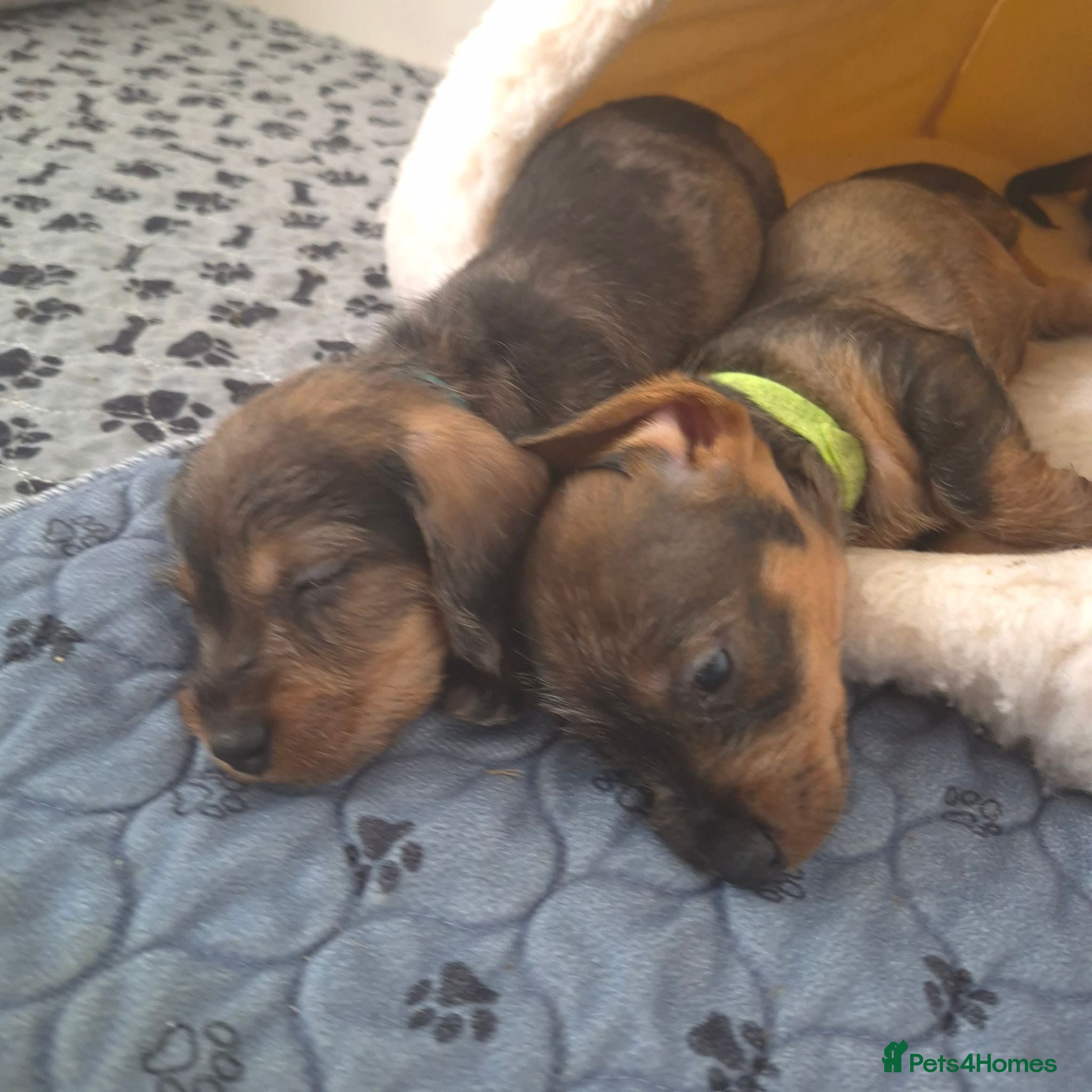 Dachshund dogs Miniature wire dachshund puppies - Advert 1
