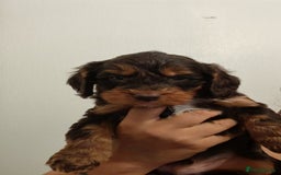 Cockapoo dogs for sale: Beautiful Phantom cockerpoo puppies  - Image 5
