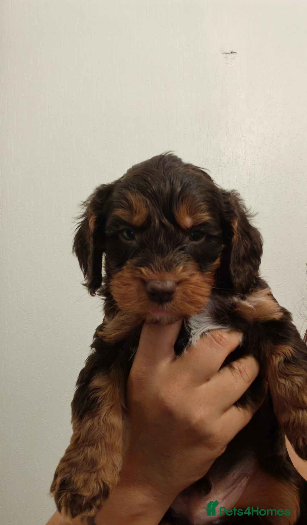 Cockapoo dogs for sale: Beautiful Phantom cockerpoo puppies  - Image 5