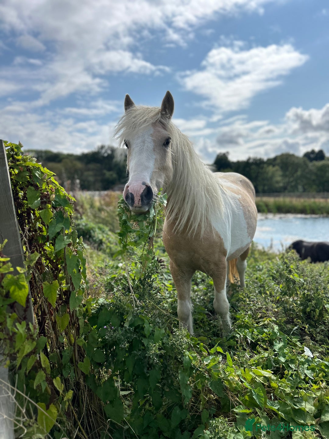 Irish Cob horses for sale: Hennessy  - Image 1