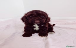 Cockapoo dogs for sale: Outstanding Cockapoo Puppies - Image 13