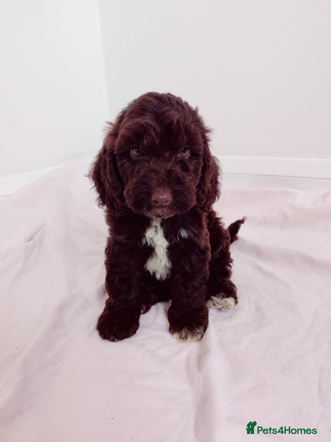 Cockapoo dogs for sale: Outstanding Cockapoo Puppies - Image 13