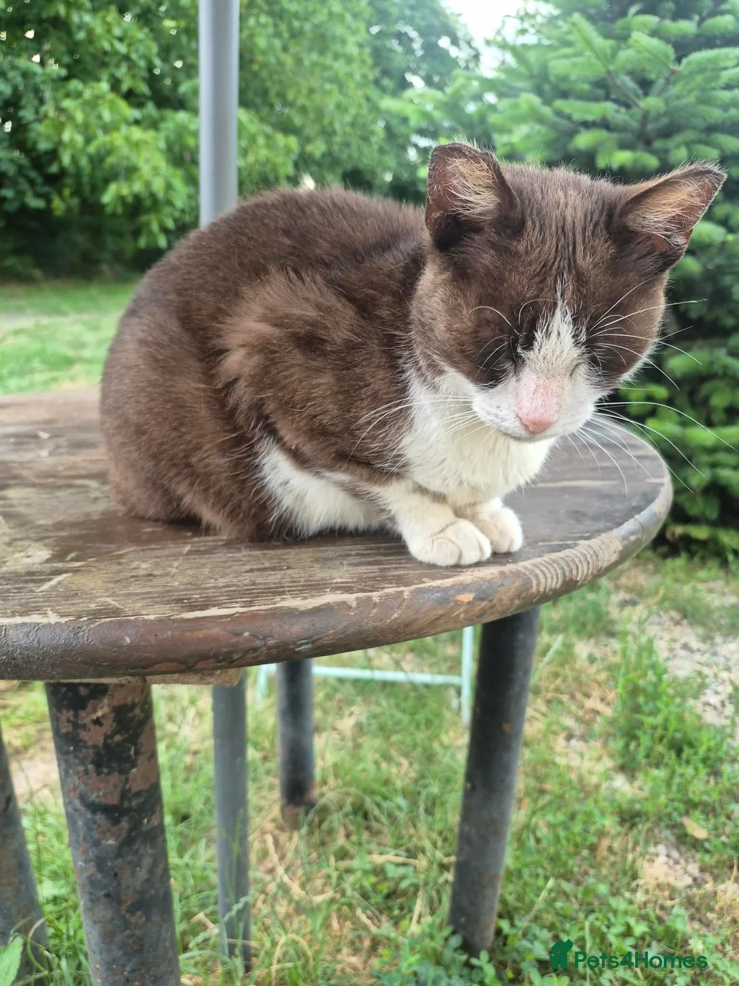 Mixed Breed cats for adoption: Candy - Norwich norfolk - Advert 2