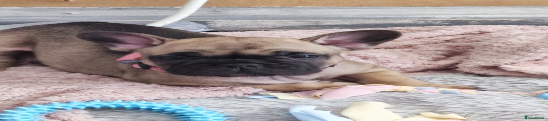 French Bulldog Puppy 1