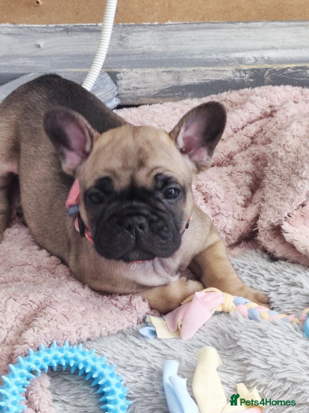 French Bulldog dogs for sale: French bulldog puppy  - Image 15