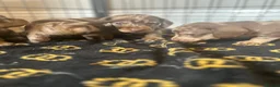 Miniature Dachshund dogs for sale: Long haired miniature dachshund  - Advert 3