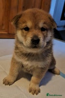 Mixed Breed dogs - Advert 2